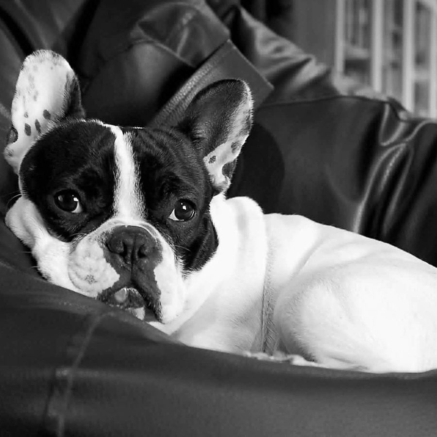 french-bulldog-115072_1920.jpg